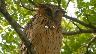 Owls of Pasir Ris