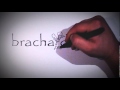 Bracha Designs Drawn Logo