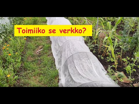 Video: Toimiiko Overstock kansainvälisesti?