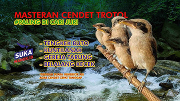 MASTERAN CENDET TROTOL MATERI PALING DI SUKAI JURI ll SUARA JERNIH DI JAMIN MUDAH MASUK
