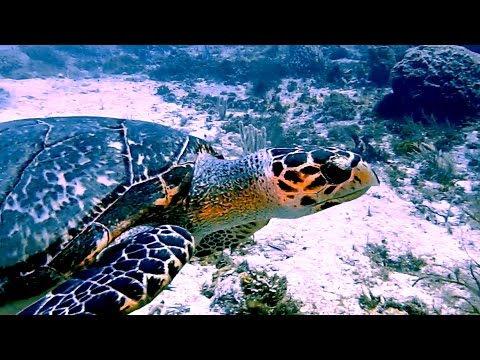 Best Scuba Diving