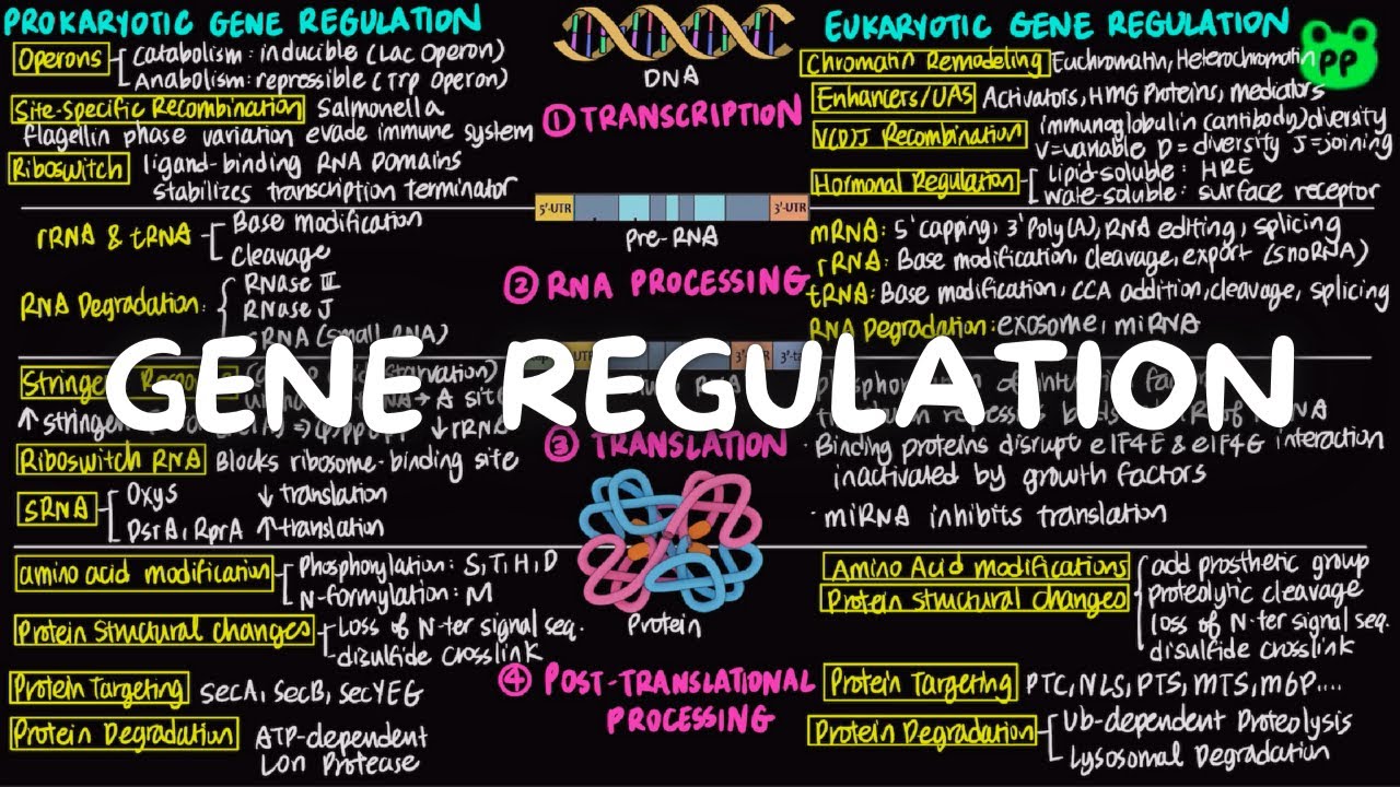 Gene Regulation Molecular Biology 09 PP Notes Lehninger 6E Ch. 28