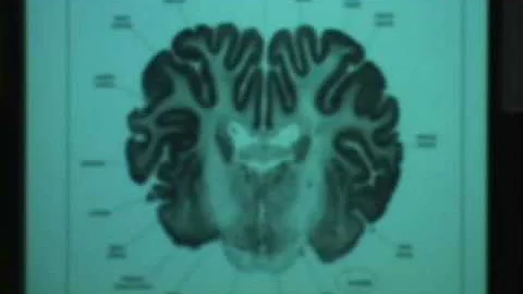 Behavioral Neuroscience Lab, Lec 3, Psychology 116...