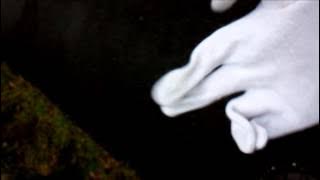 Ninja Government (NxGx)　-　high speed wife
