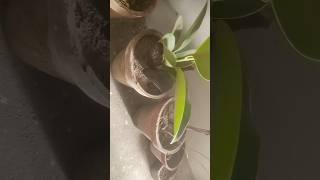 Zafar jaan YouTube viral video viral page for UK for UK