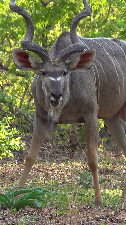 Kudu munching on succulents