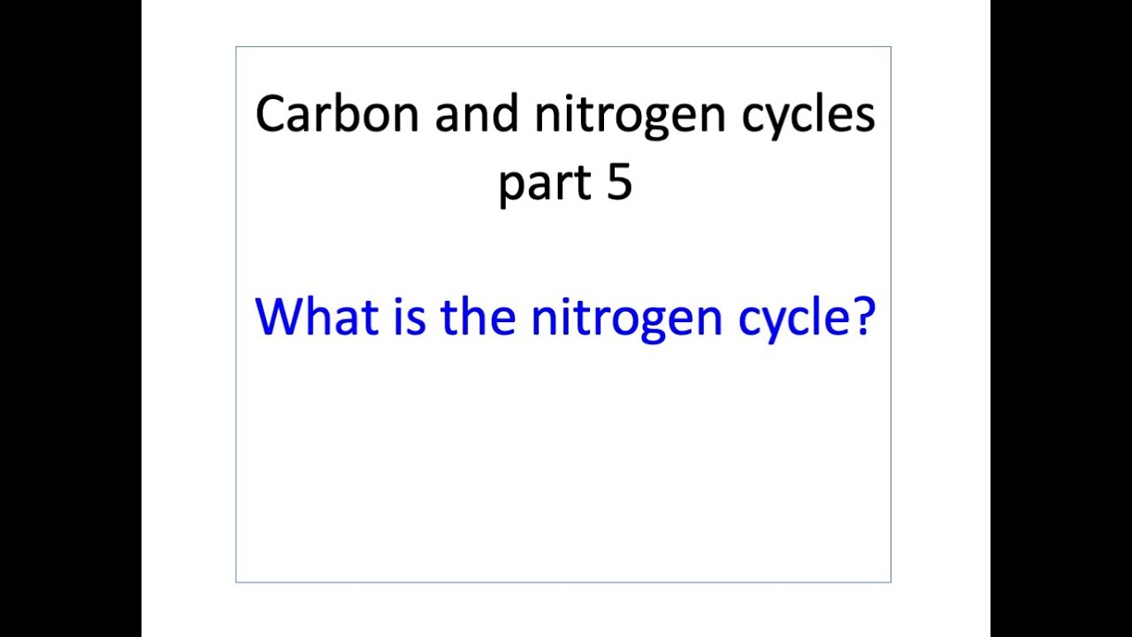 Carbon and nitrogen cycles, part 5