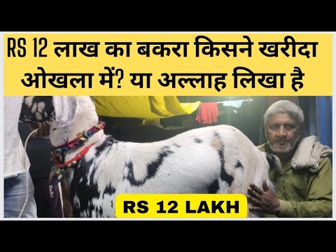 Rs 12 लाख का बकरा किसने खरीदा ओखला में? या अल्लाह लिखा है उस पर