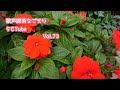 cover song 尾崎豊『僕が僕であるために』稲垣潤一『ドラマティックレイン』Vol.73