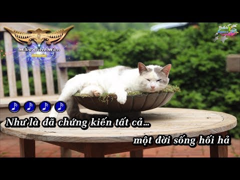 Video Mấy Con Mèo - Datmaniac Karaoke - youtube