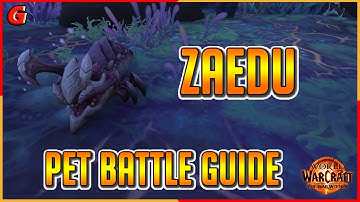 Zaedu Pet Battle Guide - Azj Kahet - The War Within