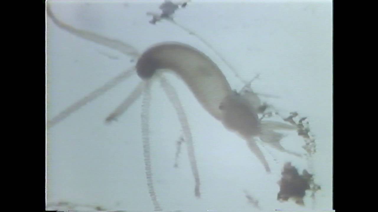 Hydra, Pond LIfe - YouTube