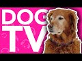 Dog tv  20 hours of instant dog entertainment 2022