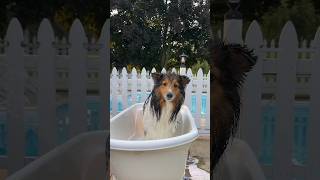 My Dog’s Grooming Routine ✂ #sheltie #spawday #shorts