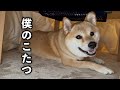 大好きなこたつをプレゼントしたらニコニコ笑顔で喜んでくれた柴犬が可愛すぎました