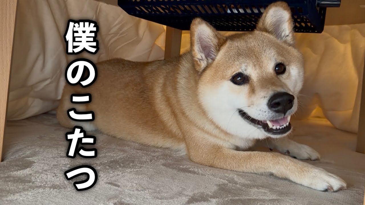 大好きなこたつをプレゼントしたらニコニコ笑顔で喜んでくれた柴犬が可愛すぎました