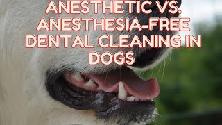 Anestesia Vs Anesthesia-Free Dentals For Dogs