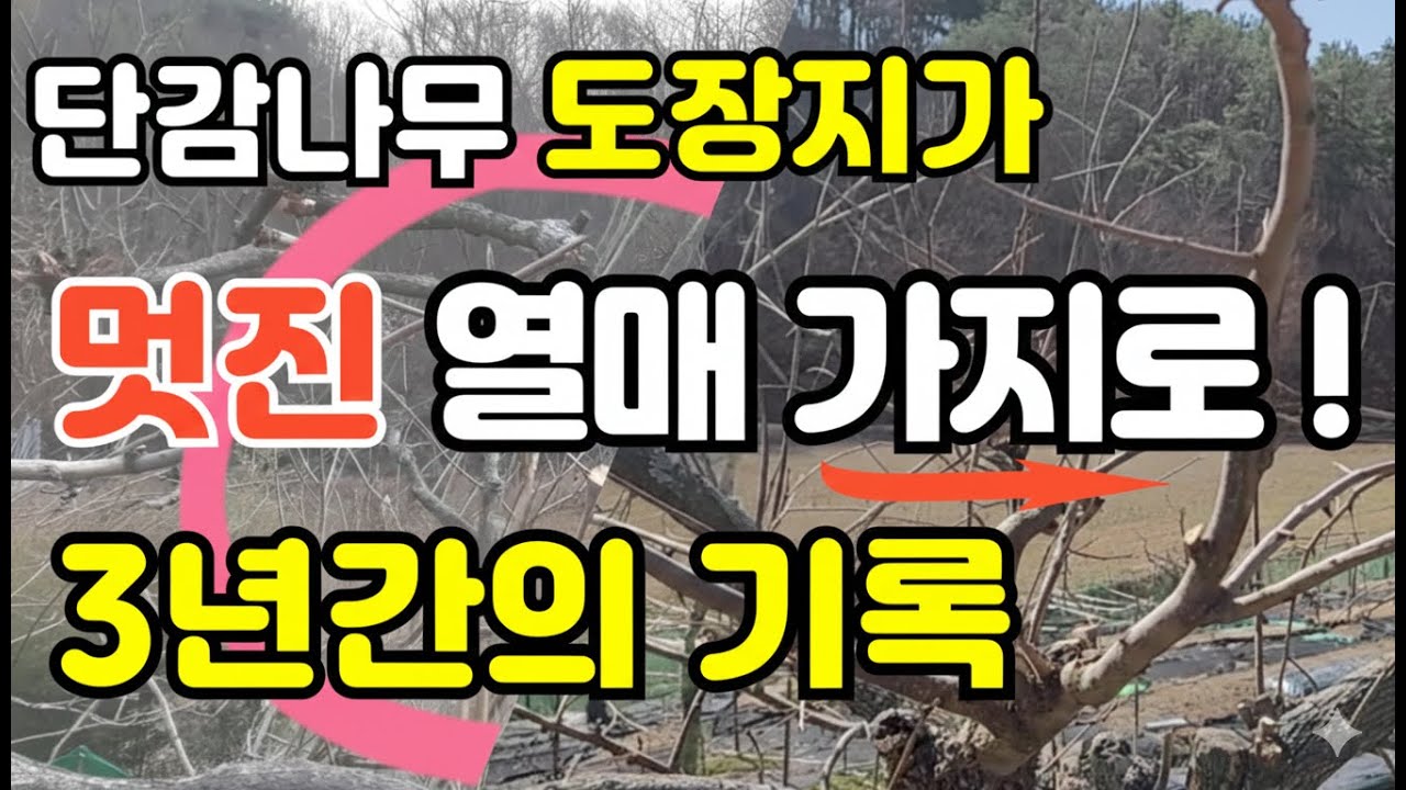 [506] 단감나무 도장지, 3년 기다렸더니 멋진 결과지가 됐습니다