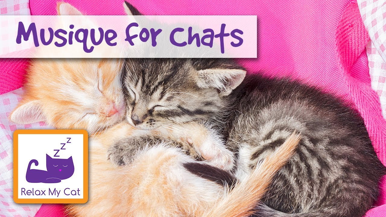 tv channel for cats Musique pour les chatons - Relax votre chaton