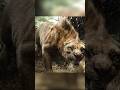 The boy defeated the black panther.#shorts #movie #viralvideo #story #fantasy