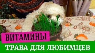 Выращиваем траву для животных легко Выращиваем траву для животных легко