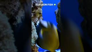 Two Surgeon Fish Playing Chasing Each Other