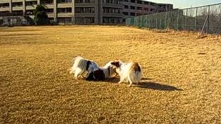 21 2 23 inu 021