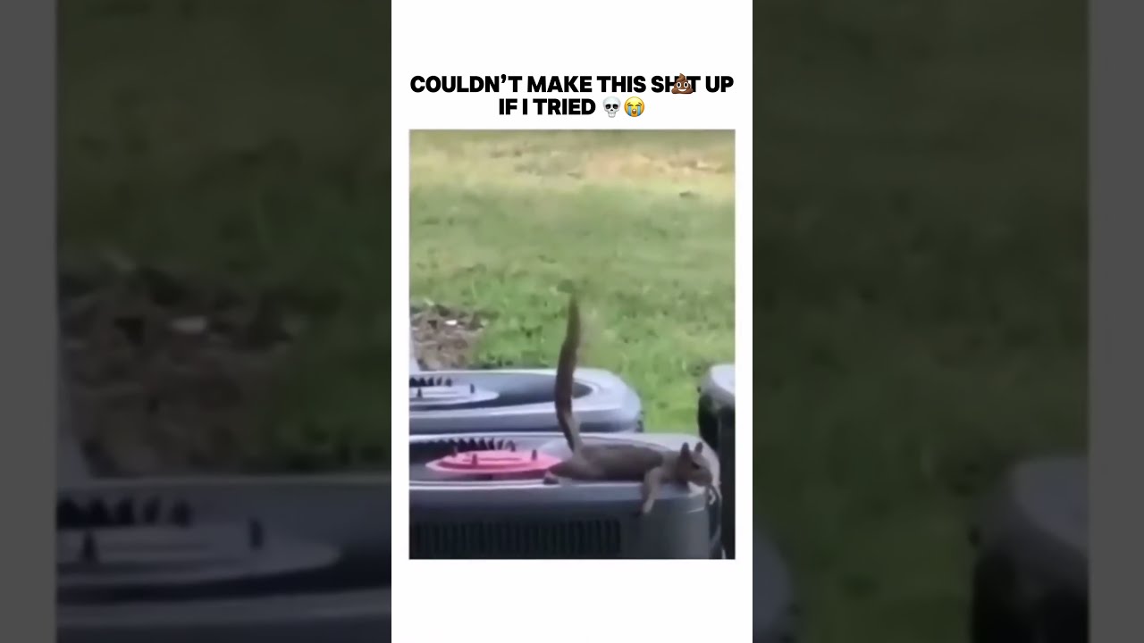 Couldn T Make This Up Trending Bruh Subscribe Funny Shorts Capcut Meme Memes Squirrel Lol