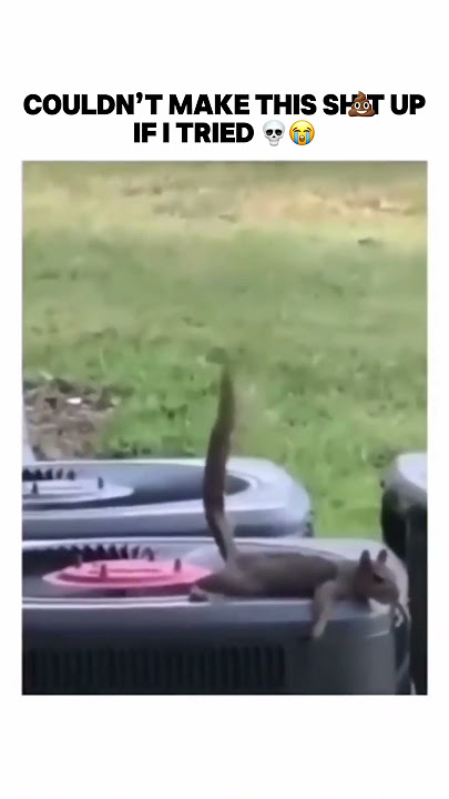 couldn’t make this up #trending #bruh #subscribe #funny #shorts #capcut #meme #memes #squirrel #lol