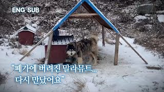 A Malamute Thrown out in an Abandoned House for Two Years, We Met Again a Year Later | Cutie EP.8