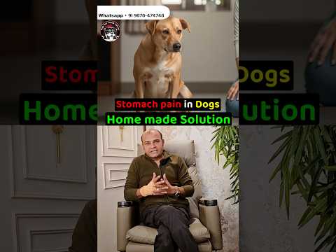 Stomach Pain In Dogs 🦮❓ Home Made Solution❗️