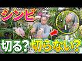 【洋蘭】咲き始めた花は切る？株を休める？冬〜春の管理方法を解説していきます！[orchid]Should I cut the flowers?@seedpot368 #sheath
