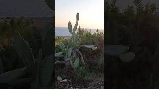 Парк кактусов на Кипре, Айя Напа #shorts