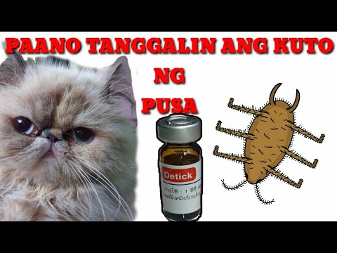 Video: Pagkontrol Ng Flea Sa Mga Pusa