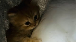 Blendie waiting for his mom  #viral #foryou #cat #fypシ #viralvideo #india #fyp  #foryoupage #fyp