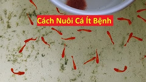 Cách Nuôi Cá 7 Màu Ít Bệnh