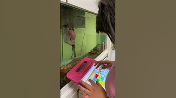 #autism #autismawareness #自閉症 #nonverbal #aac #speechtherapy #fishtank #aquarium #kissing