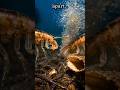 Earth’s Oldest Organism Is Hidden Underwater! #shortsfeed #shorts #viralshorts