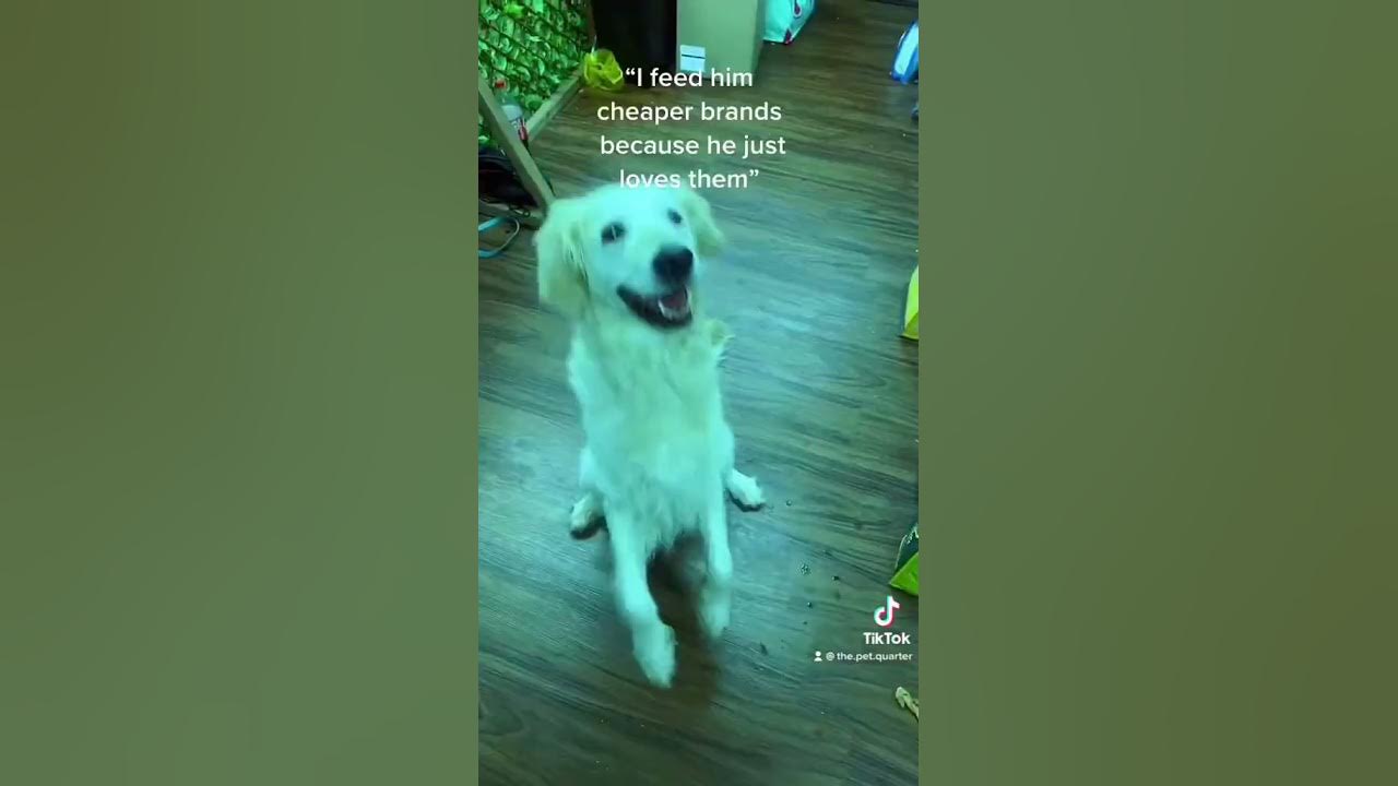 what-should-you-feed-your-dog-youtube