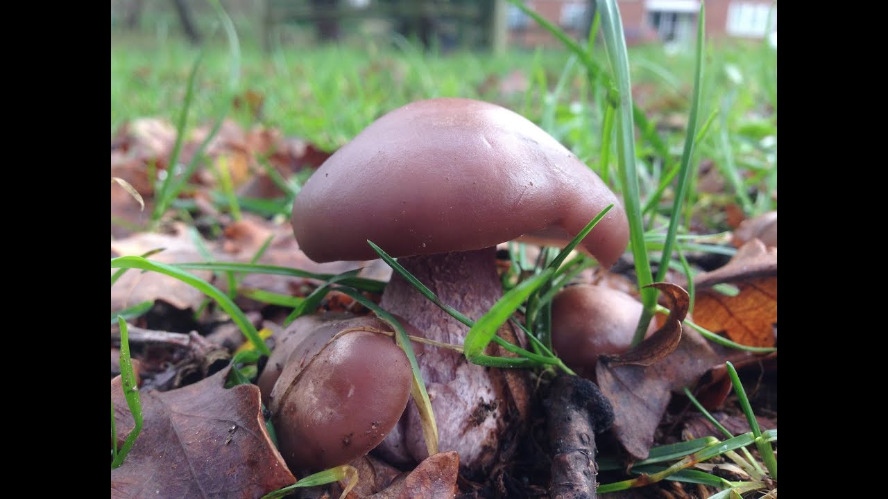 Identifying the Wood Blewit, Lepista nuda