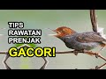 Ragam Tips &amp; Cara Memelihara Burung PRENJAK Dan Perawatannya Agar Cepat GACOR