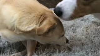 My Corgi With My Dog Boo