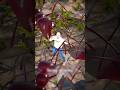 La vérité cachée derrière la piqûre des fourmis de feu 😱#shorts #viral