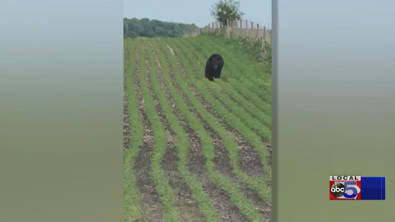 Happy Moments Vol. 56: Bear sighting + Fair memories