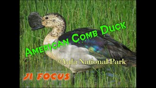 American Comb Duck