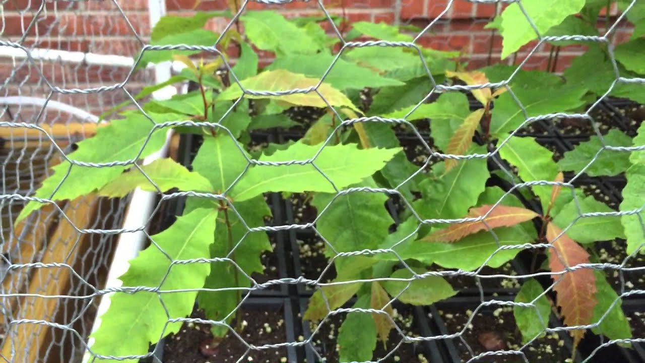 Выращивание каштанов для дикой природы