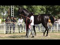 broodmare Stud Glory Horse Show 2022