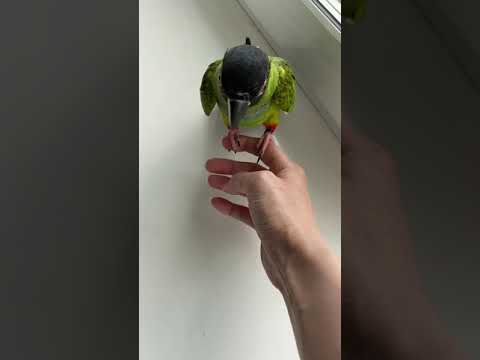 Черноголовый Аратинга попугай