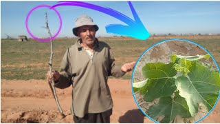 زراعة التين : تعلم طريقة زراعة أشجار التين بالطريقة التقليدية المغربية