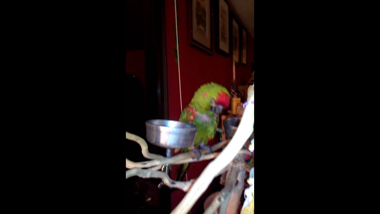 Birds are MESSY!!!! YouTube